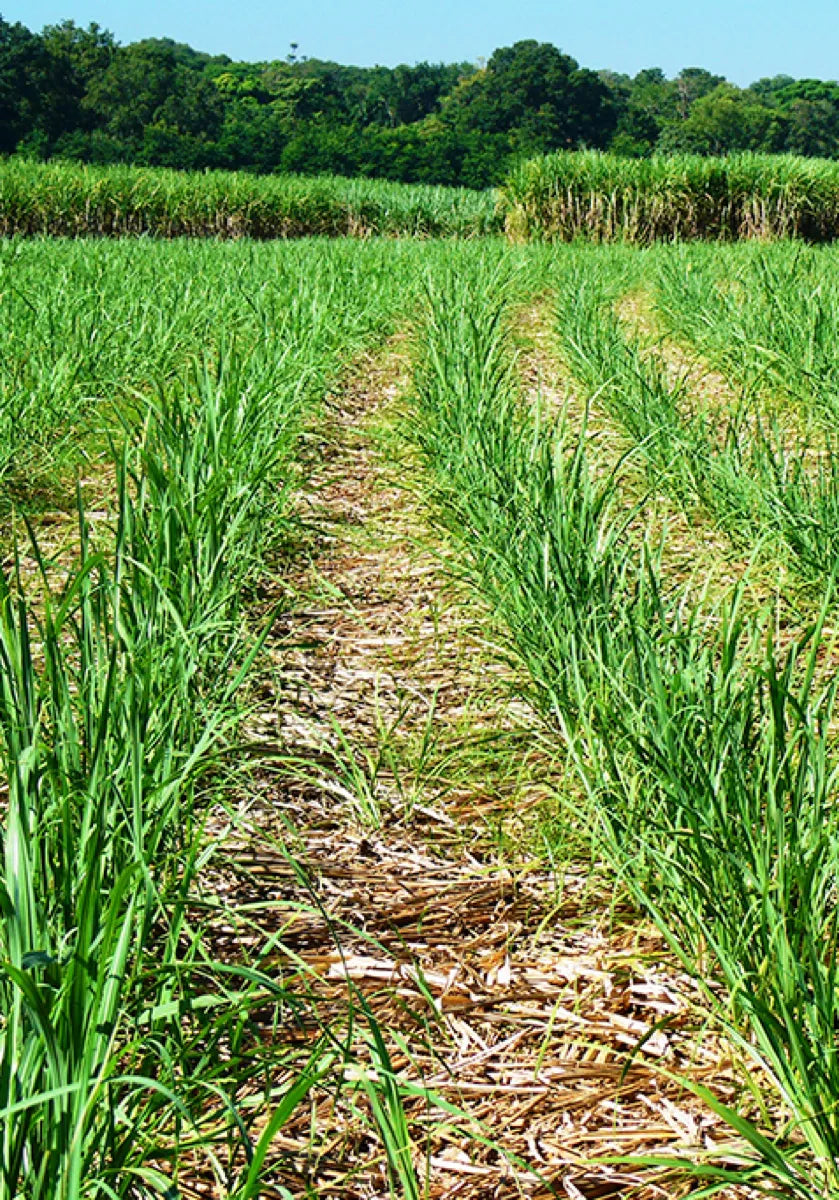 Cañaveral de agricultura regenerativa certificada de Native