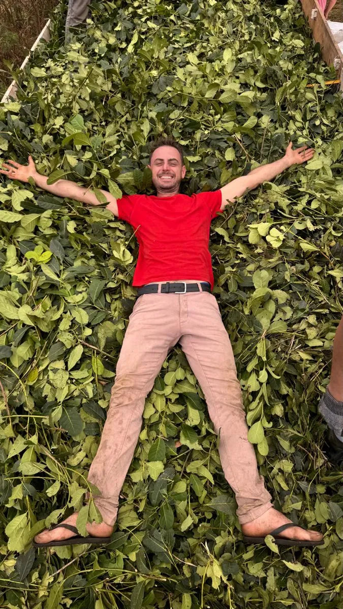 Jeferson acostado sobre la yerba mate recién cosechada