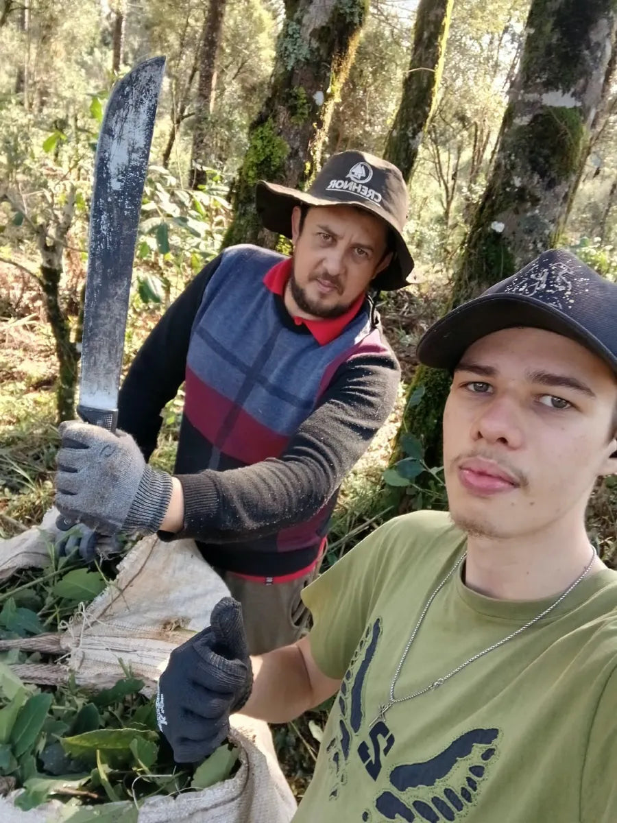 Cosecha de yerba mate en el yerbal de Jessé