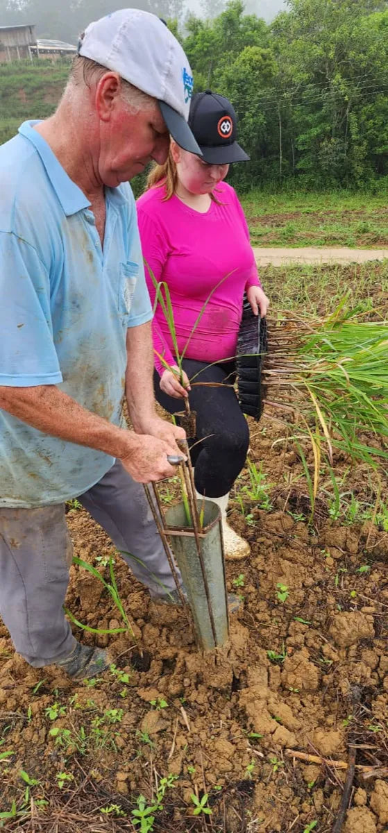 Leandro en el cañaveral agroecológico, interior de Santa Catarina