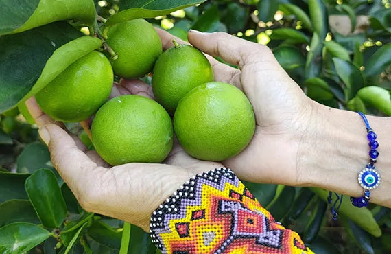 Limones tahití cosechados en el huerto agroforestal de Rizoma